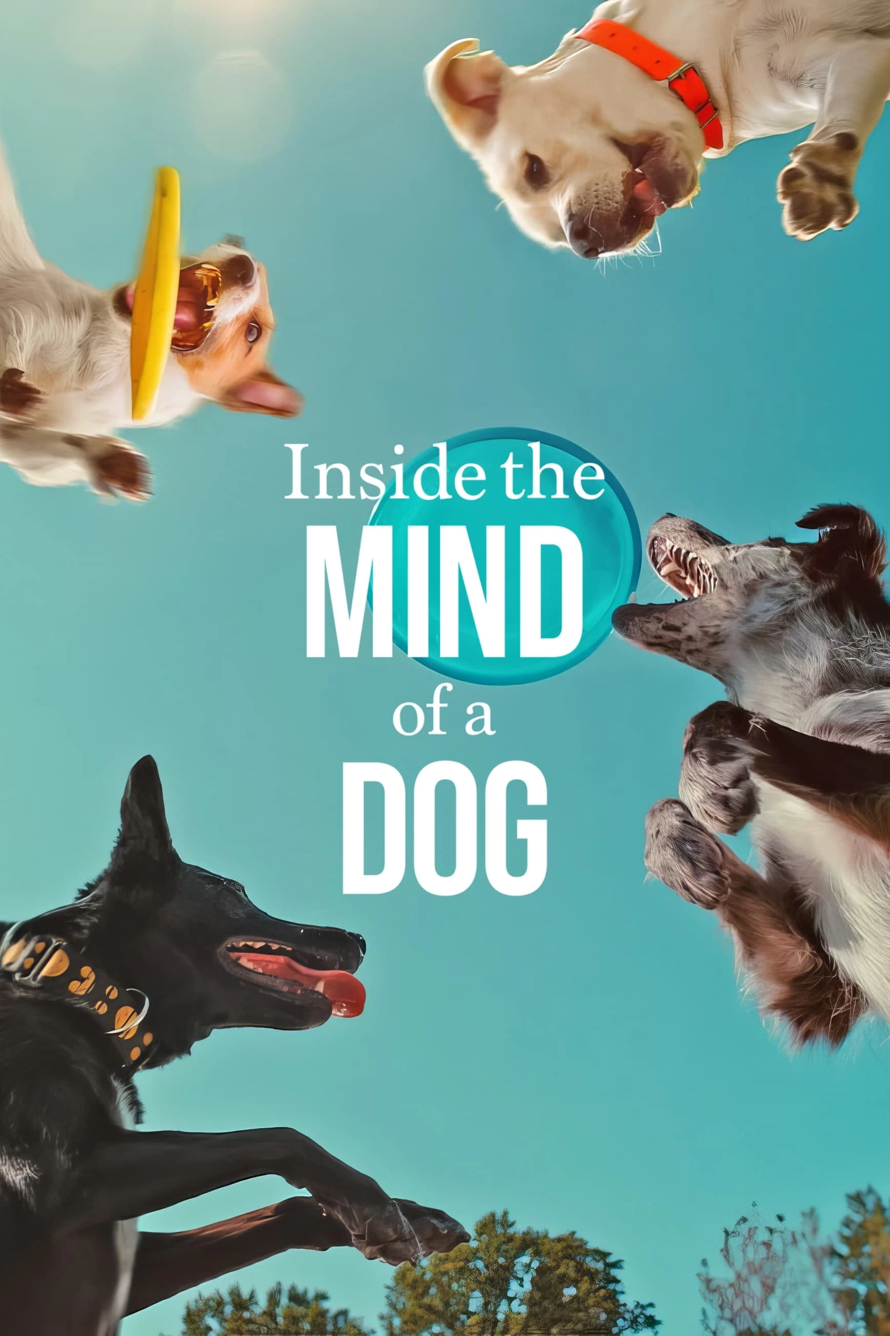 Xem phim Những chú chó nghĩ gì - Inside the Mind of a Dog (2024)