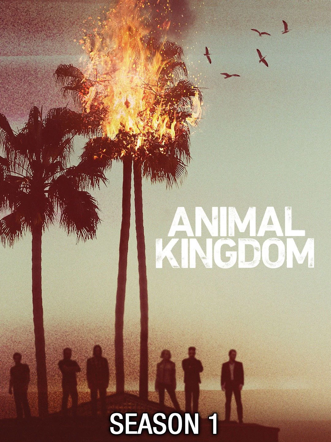 Xem phim Vương Quốc Động Vật (Phần 1) - Animal Kingdom (Season 1) (2016)